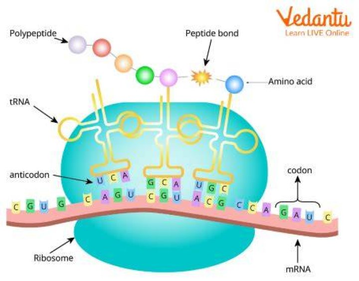 Are codons in dna or rna?