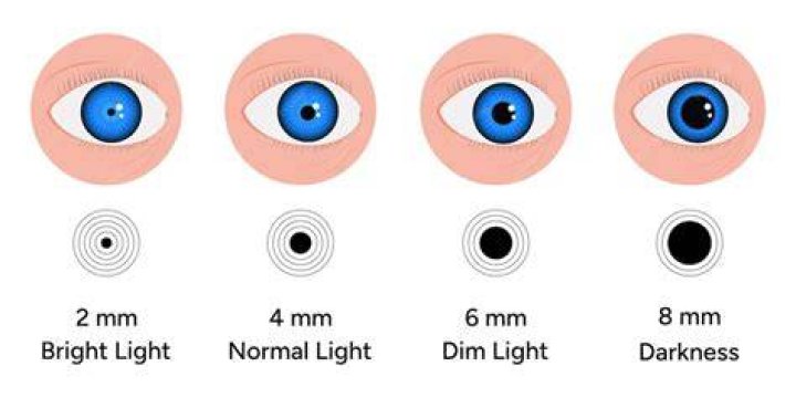 Does pupil size change?