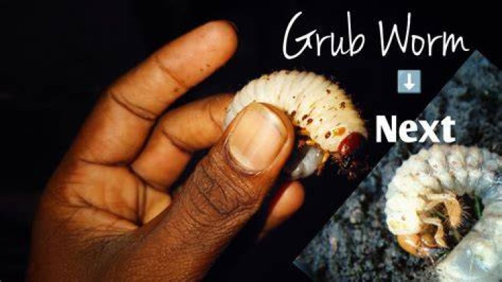 How do you get grub worms?
