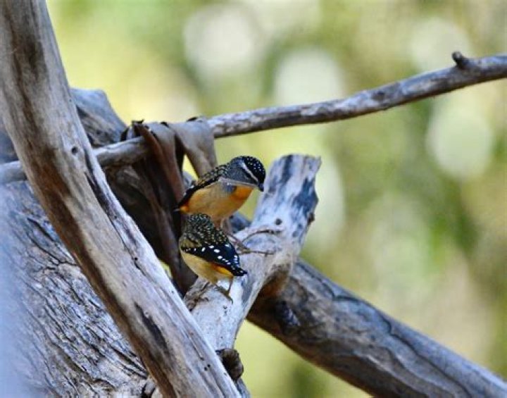 What do spotted pardalote eat?