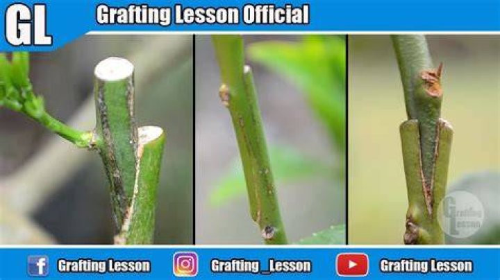 When should grafting be done?