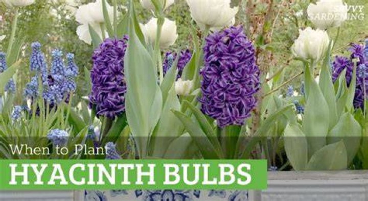 When should i plant hyacinths?