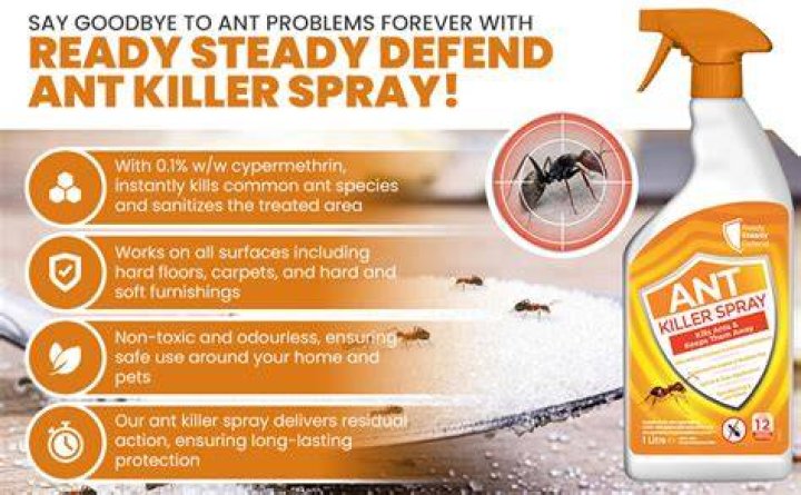 Where to spray ant spray?